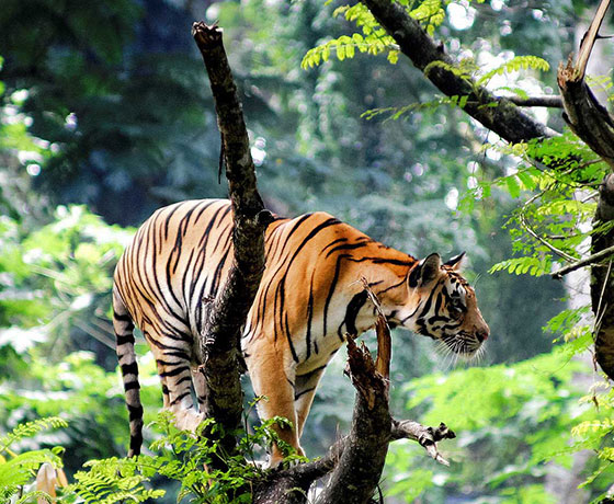 Thekkady